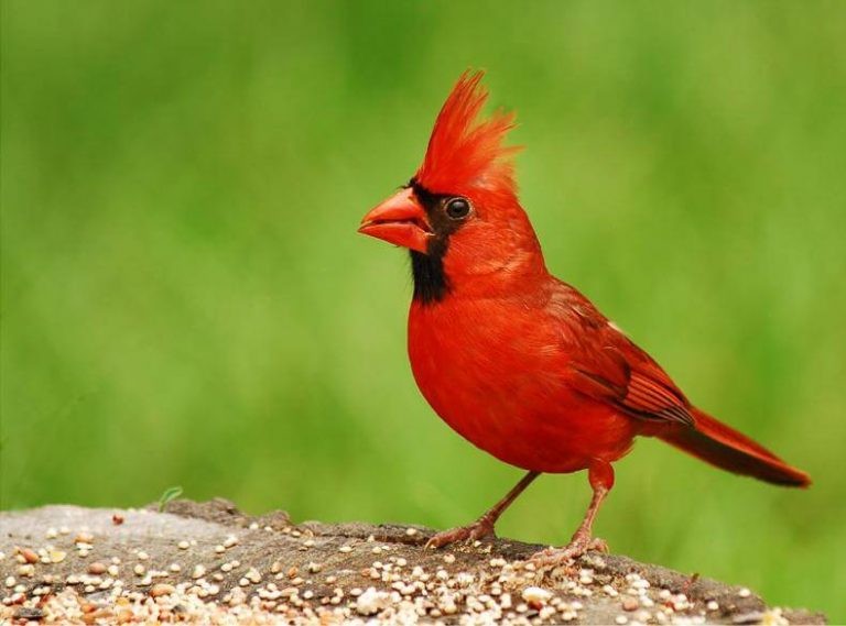 Choosing the Best Cardinal Bird Feeder to Attract Cardinals to Your Garden