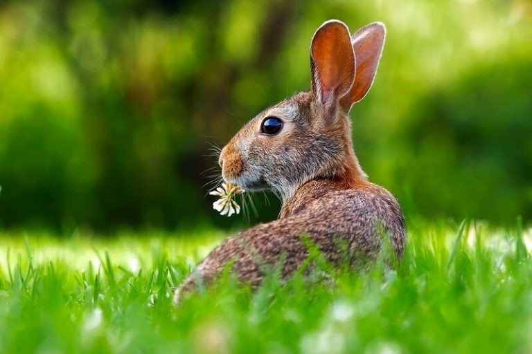 Can Bunnies Eat Certain Vegetables and Fruits?