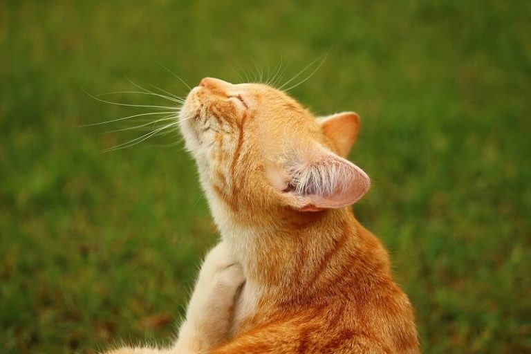 Best Flea Combs for Cats and How to Use Them