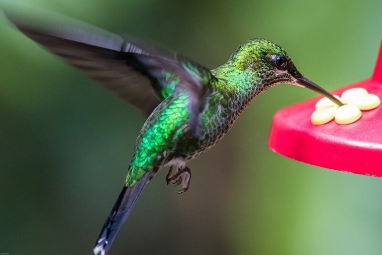Best Hummingbird Feeders to Easily Attract Hummingbirds to Your Garden