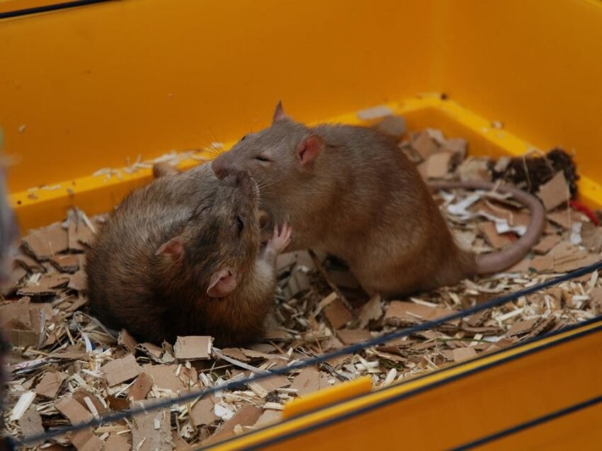 Are My Rats Playing or Fighting? Understanding Rat Behavior | Animallama