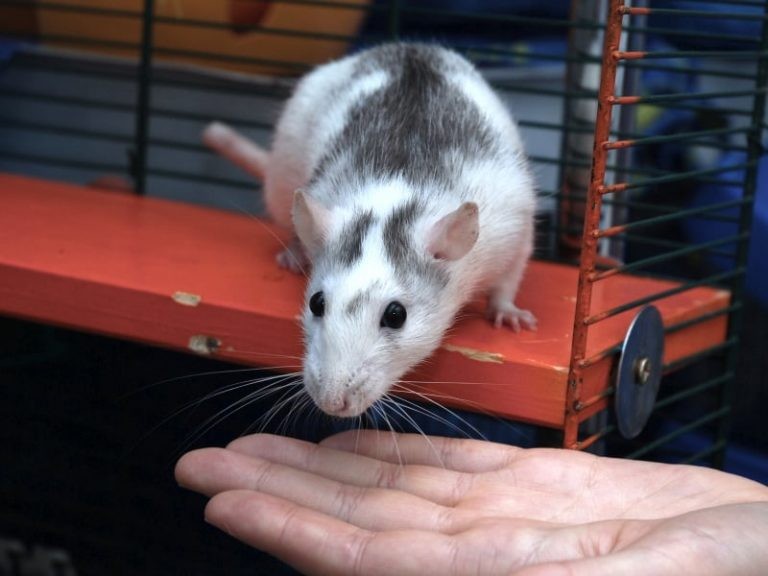 How to Bond With Your Rats: 5 Bonding Activities You Can Do Right Now
