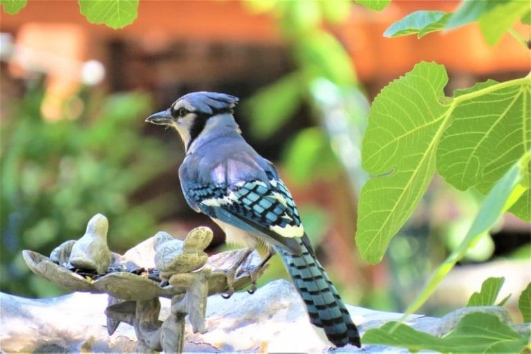 How To Attract Blue Jays: 4 Essentials That’ll Entice Jays to Your Yard