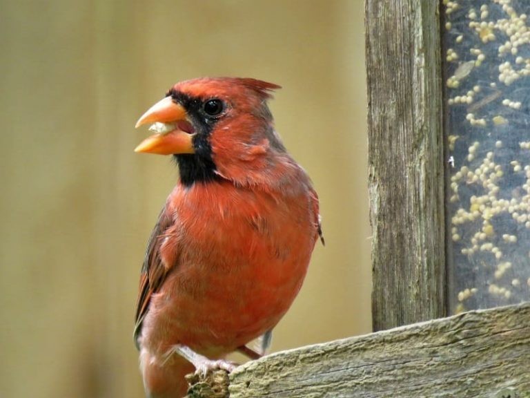 Cardinal Bird Food Guide: From Seeds To Berries, Lay A Backyard Feast & Attract Cardinals