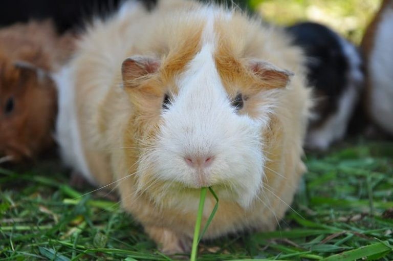 How to Feed Guinea Pigs: An Easy-To-Follow Feeding Schedule