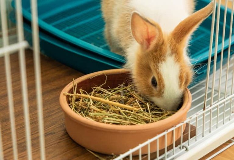 How to Clean a Rabbit Cage: Daily & Weekly Cleaning Activities