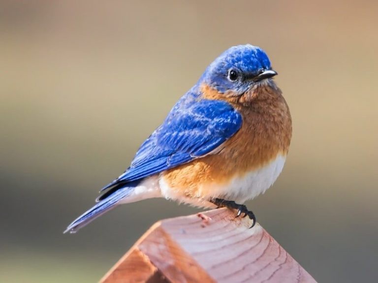 How to Attract Bluebirds: Satisfy Their 4 Essential Needs