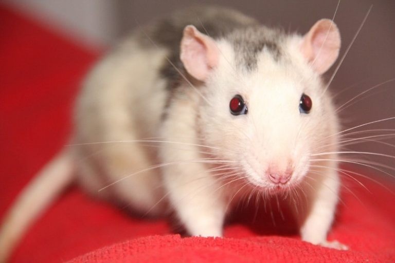 4 Interactive Games to Play with Your Rats