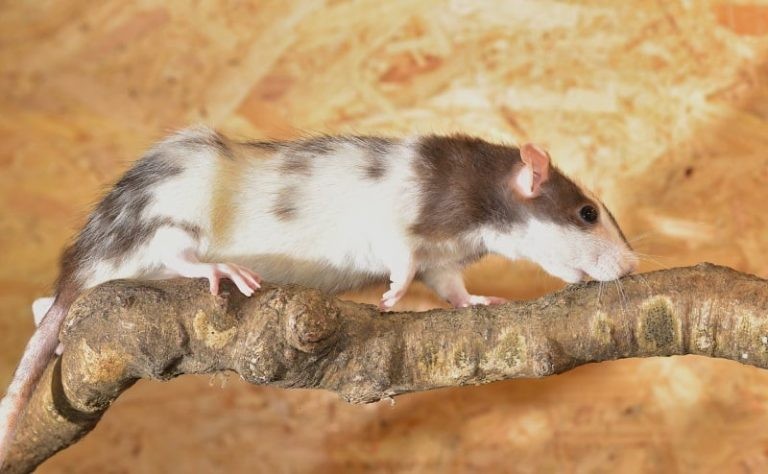 10 Pet Rat Facts to Keep in Mind When Caring for Rats