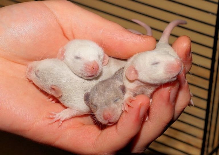 You’ve Found Baby Rats – What to Do Now?