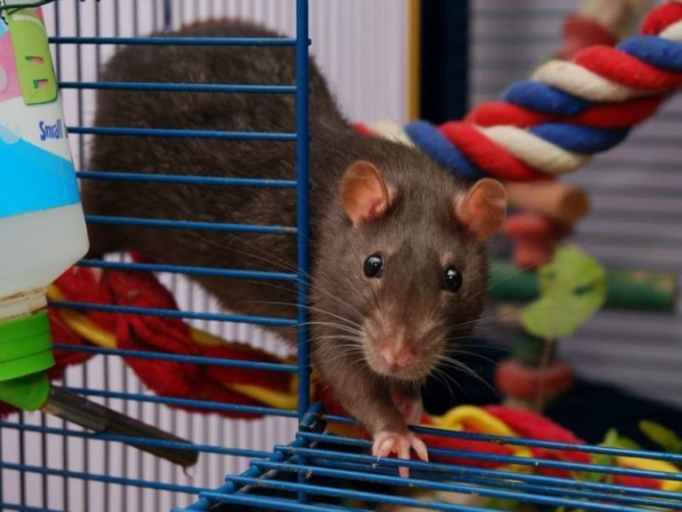 Rat Cage Requirements & Things to Avoid When Buying a Cage
