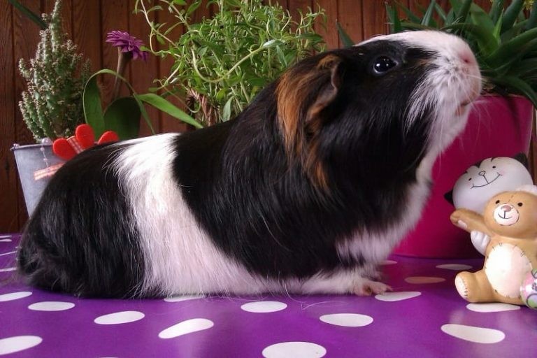 What Do Guinea Pigs Like To Play With? This Top 10 List Will Give You Some Great Ideas!