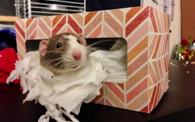 How to Entertain Pet Rats: 7 Tips to Enrich Your Rats’ Lives