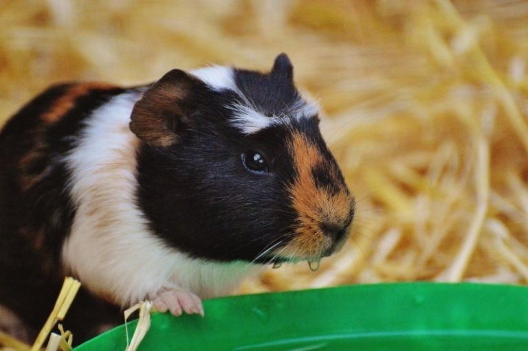 Guinea Pig Nail Care: Advice For Trimming & Cutting Guinea Pig Nails