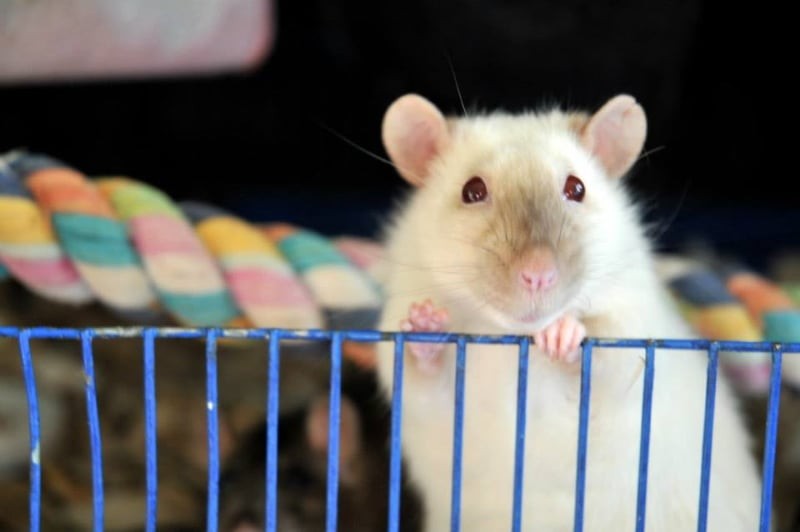 700+ Cute Pet Rat Names: Famous & Disney Rats, Pair Names, Black & White  Rat Names | Animallama