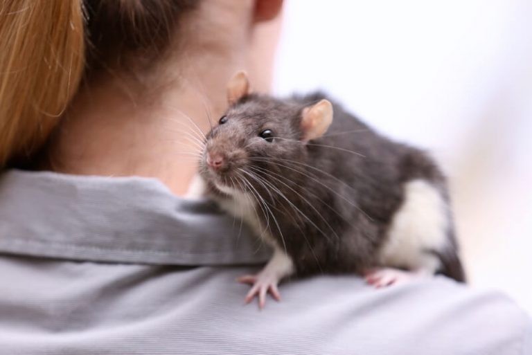 Are Rats Good Pets? 10 Reasons Why Having Pet Rats Is Great