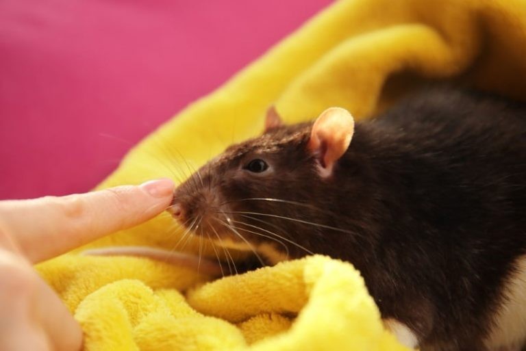 Grooming Pet Rats: Things to Know About Bathing, Nail, Teeth & Ear Care