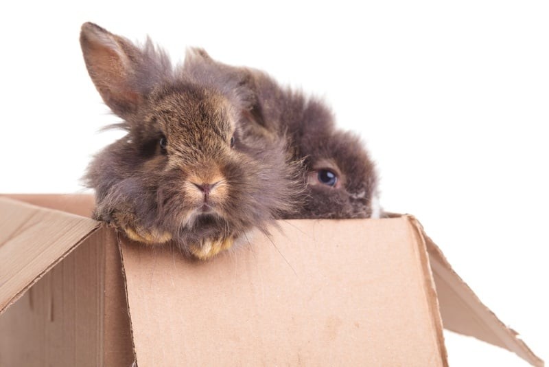 Cardboard box for rabbits