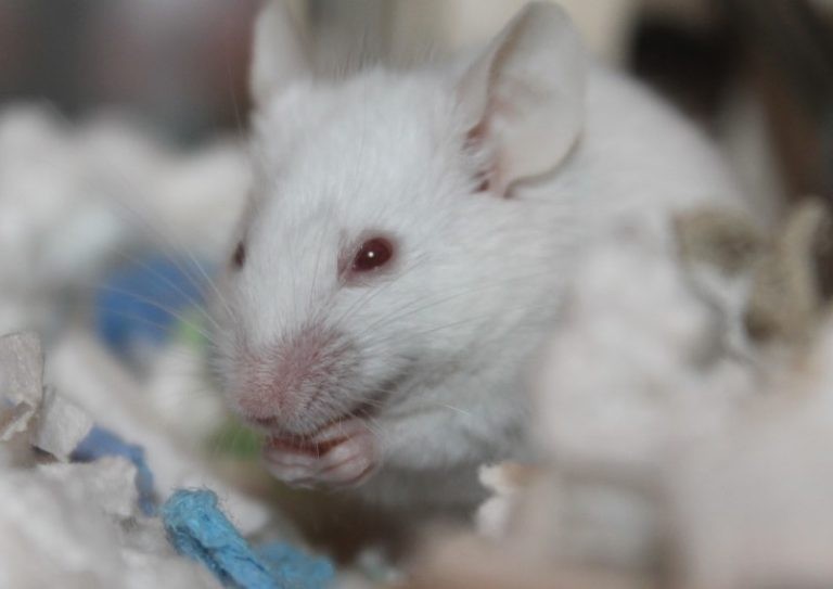 Pet Mice Care: How to Keep Your Mice Happy And Healthy