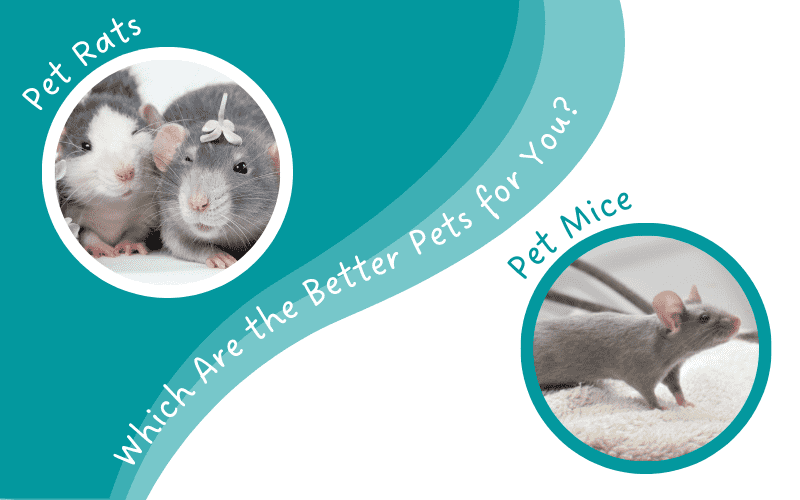 Pet Rats or Mice: Which Are the Better Pets for You | Animallama