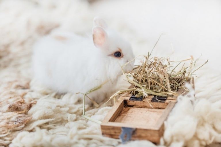 Best Toys for Rabbits to Play With: 15 DIY & Store-Bought Options