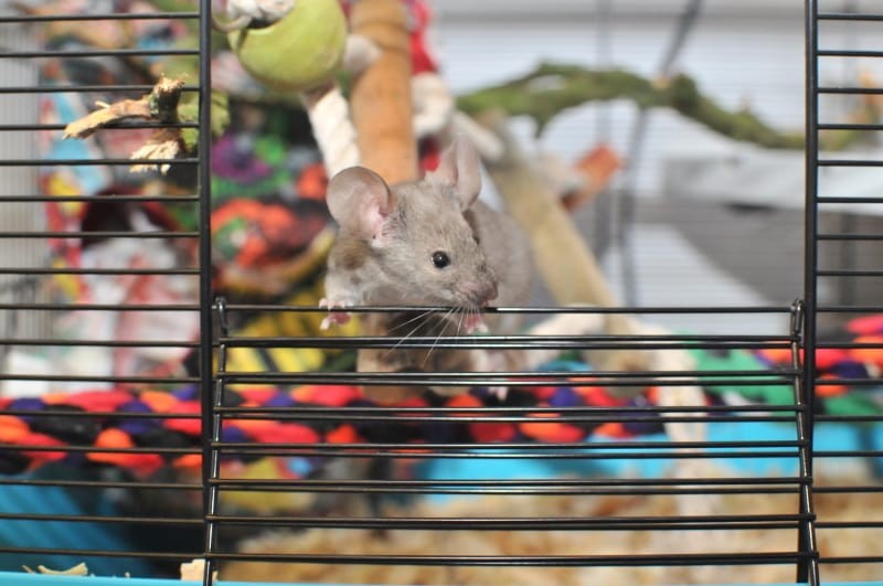 Best Cages for Pet Mice: Cage Requirements & Cages Worth a Look | Animallama