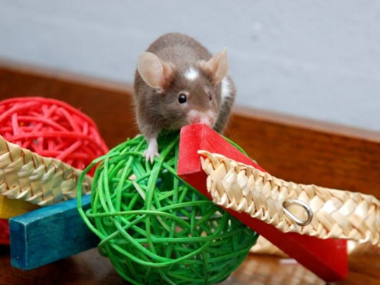 Best Toys for Pet Mice: Our Toy Picks to Keep Mice Entertained