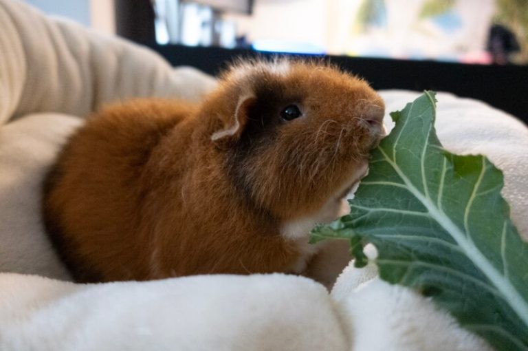 Bonding with Guinea Pigs: 9 Tips & Answers to Commonly Asked Questions
