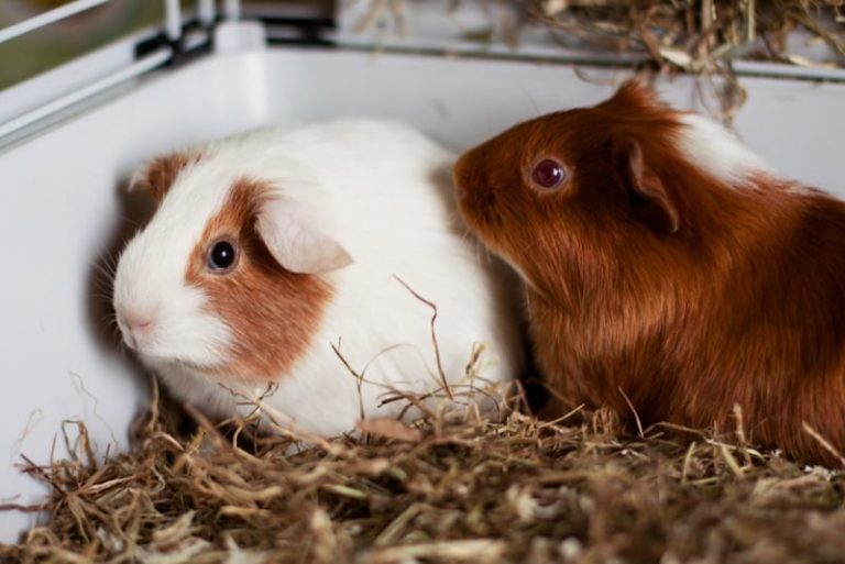 Do Guinea Pigs Bite? Reasons and Solutions for Nipping