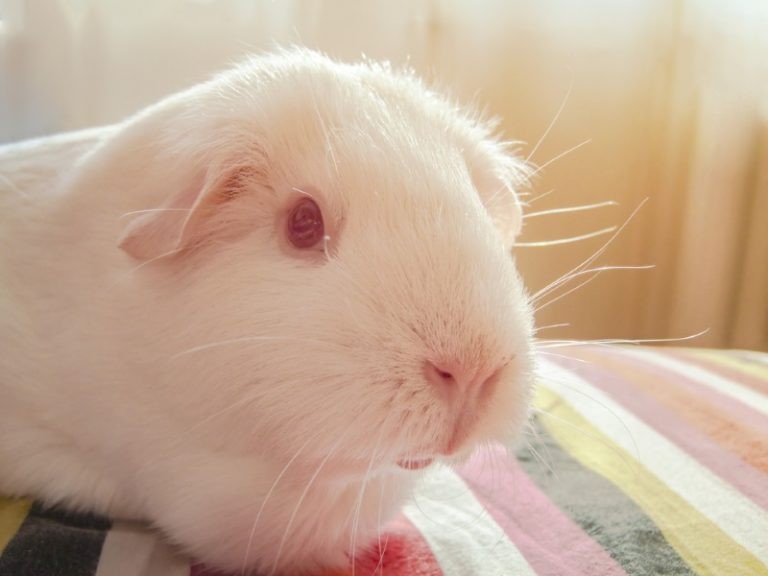 How to Keep Guinea Pigs Cool in the Summer: 12 Cavy Cooling Tips