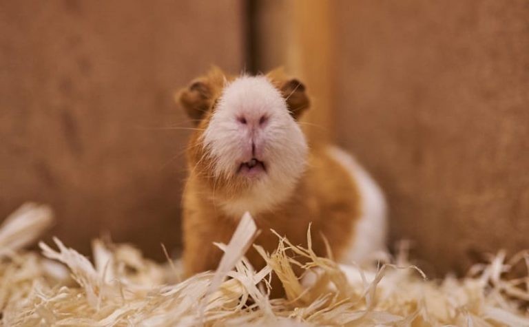 What Can Guinea Pigs Chew On? A List of Safe, Healthy Chewables for your Cavies