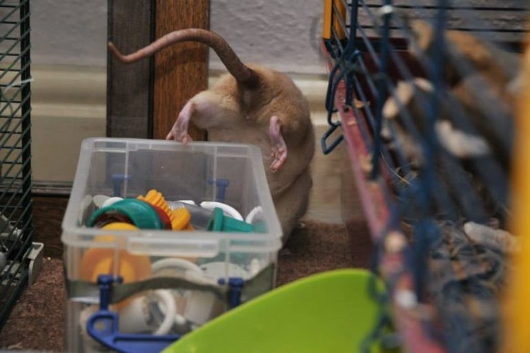 Do Pet Rats Smell? 5 Tips To Keep A Rat Cage Smell-Free