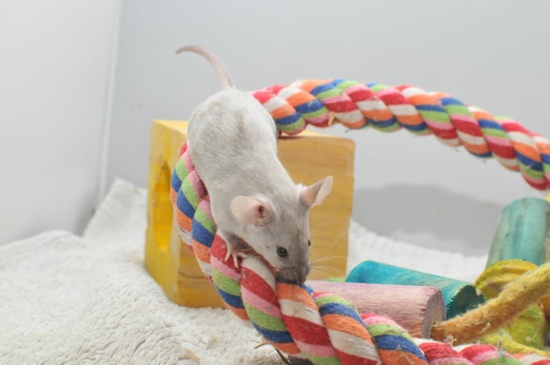 Pet Mice Breed & Varieties: What Type of Mice Are Your Pets? | Animallama