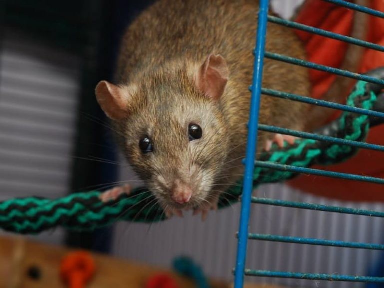 How Long Do Pet Rats Live? Pet Rat Lifespan & How to Help Extend a Rat’s Life