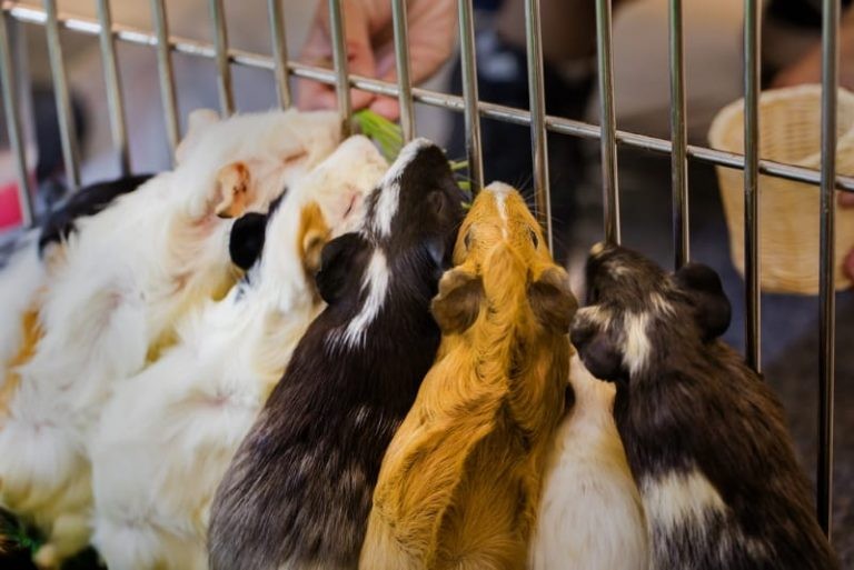 How to Make Your Guinea Pigs Like You: 6 Simple Tips and Other Helpful Advice