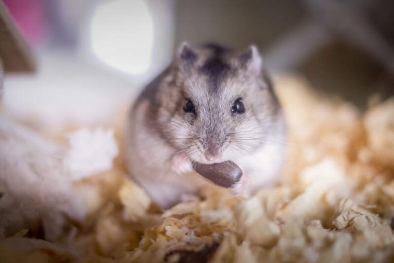 What to Feed Your Dwarf Hamster – Chinese, Russian and Roborovski Hamster Diet