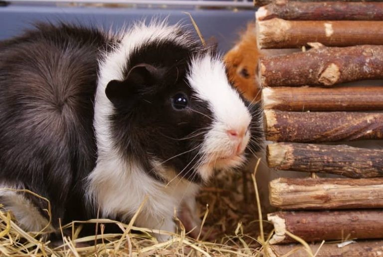 Happy Guinea Pig Behavior – 5 Signs You Have Cheerful Cavies