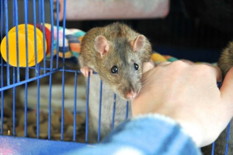 Where to Get Pet Rats? Best Sources to Adopt Your New Pets From