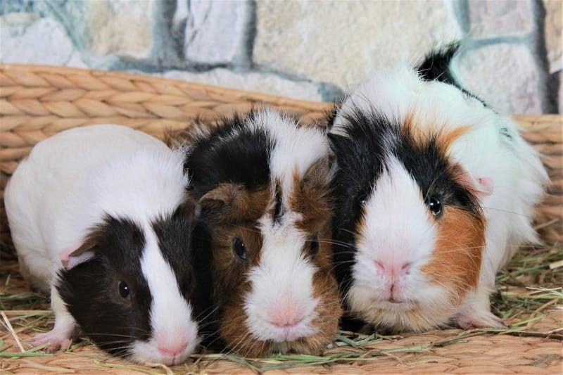 Do Guinea Pigs Make Good Pets? The Pros and Cons of Owning Cavies |  Animallama