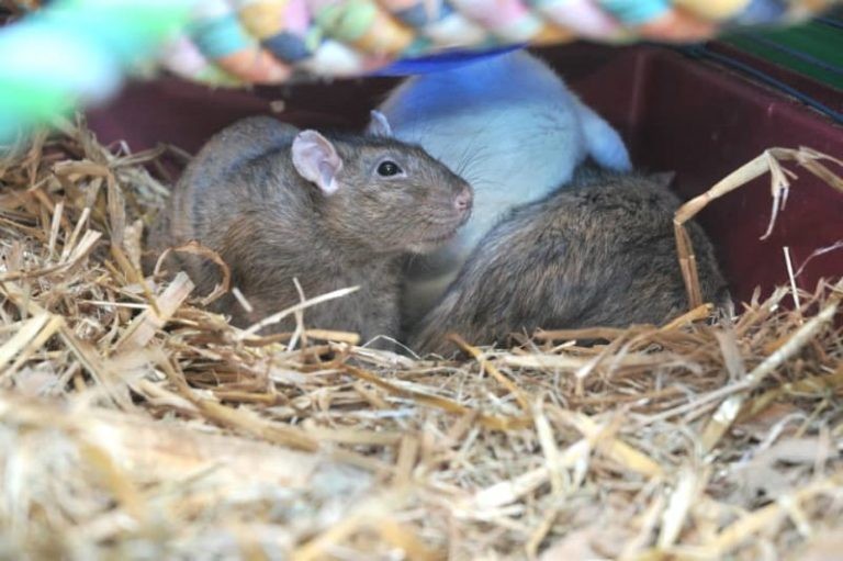 10 Tips on Socializing Shy & Timid Pet Rats