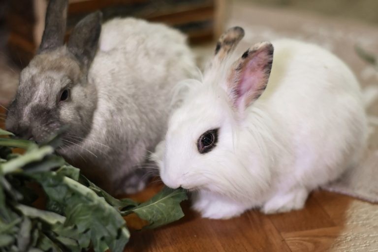 Tips on Introducing Pet Rabbits and How to Encourage Bonding in Bunnies
