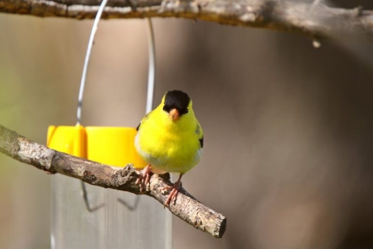 How to Attract Finches to Your Yard: Get a Delightful Bird Display with This Guide
