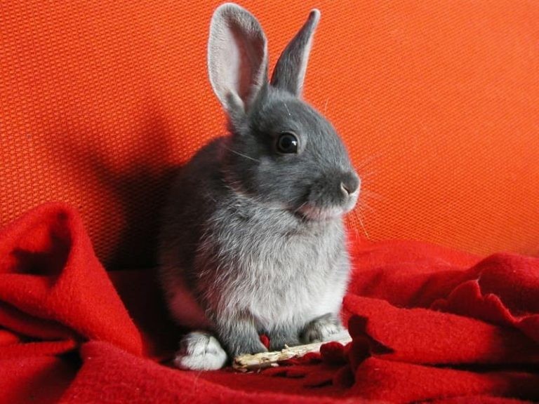 What Can Rabbits Chew On? How to Choose Safe Rabbit Chew Toys