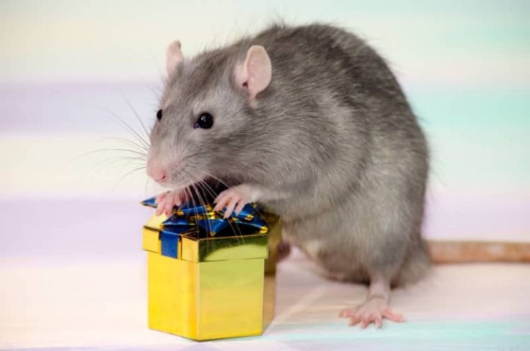 11 Awesome Gifts for Rat Lovers & Rat Owners