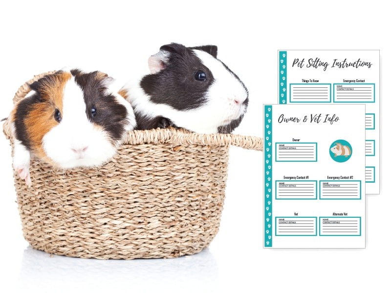 Pet Planner for Guinea Pig Owners