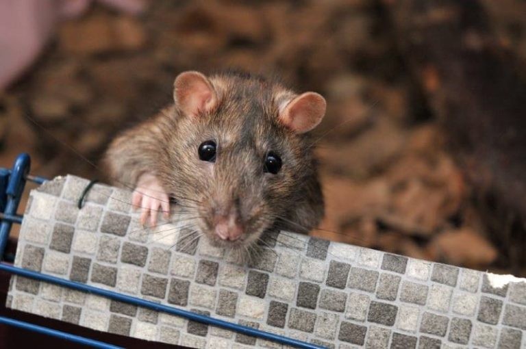 Common Health Problems in Rats – Part 1: Myco, Respiratory Problems & Heart Disease
