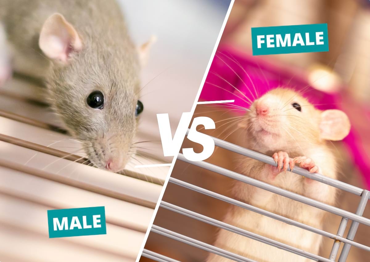 Do Male or Female Rats Make Better Pets? | Animallama
