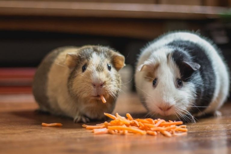 15 Things to Know Before Adopting Guinea Pigs