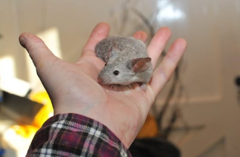 7 Tips to Safely Hand Feed Treats to Your Mice