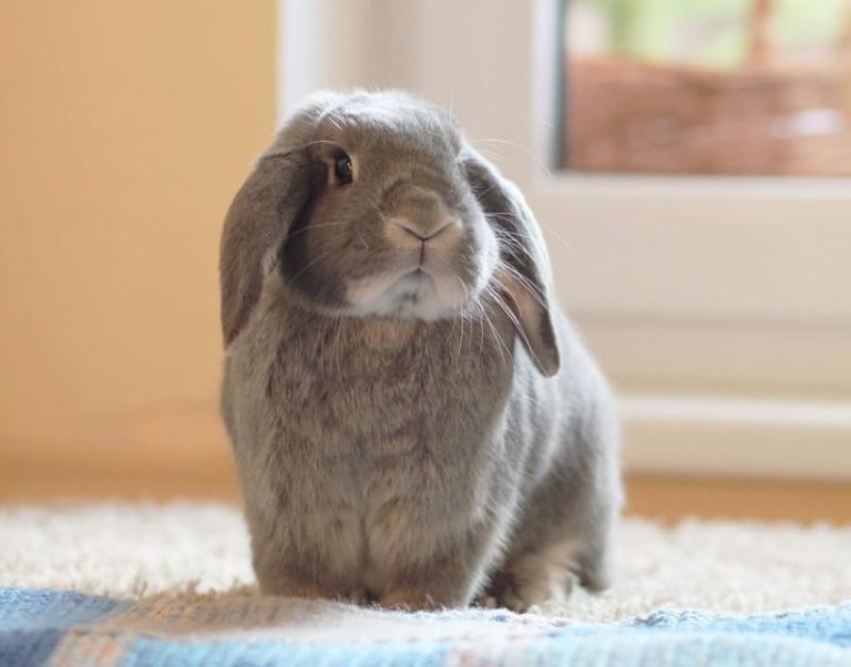 15 Tips to Keep Your Rabbits Cool in Summer